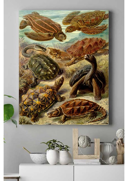 Kaplumbağa Hayvan Kanvas Tablo 21 x 30 cm