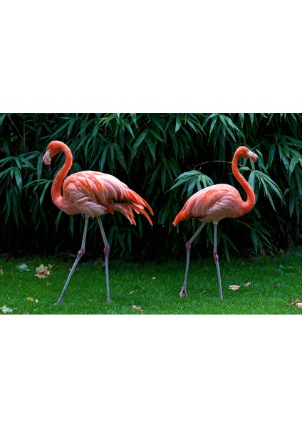 Flamingo Desenli Duvar Kağıdı
