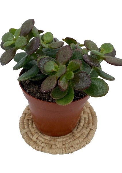 Nadir Kaktüs Crassula Ovata (Para Ağacı) 8.5 cm Saksıda