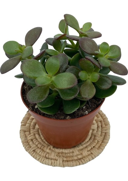 Nadir Kaktüs Crassula Ovata (Para Ağacı) 8.5 cm Saksıda