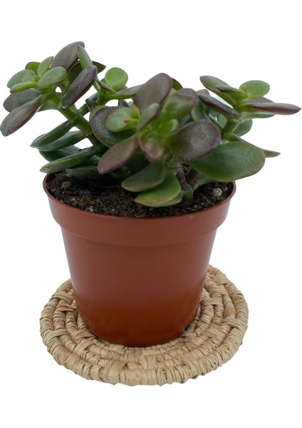 Nadir Kaktüs Crassula Ovata (Para Ağacı) 8.5 cm Saksıda