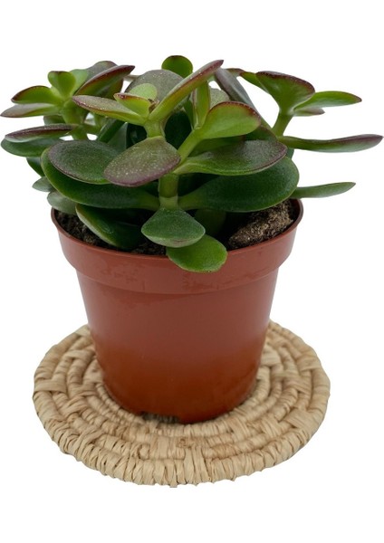 Nadir Kaktüs Crassula Ovata (Para Ağacı) 8.5 cm Saksıda