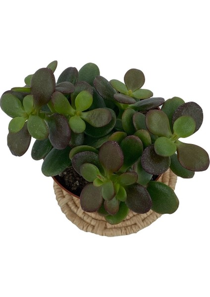 Nadir Kaktüs Crassula Ovata (Para Ağacı) 8.5 cm Saksıda