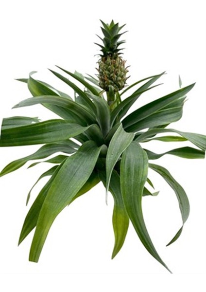 Ananas Bitkisi (Pineapple Plant)
