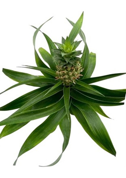 Ananas Bitkisi (Pineapple Plant) modelleri