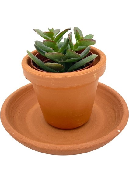 Crassula Ovata (Para Ağacı)