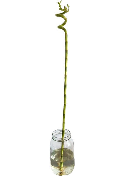 Şans Bambusu 90-100 cm