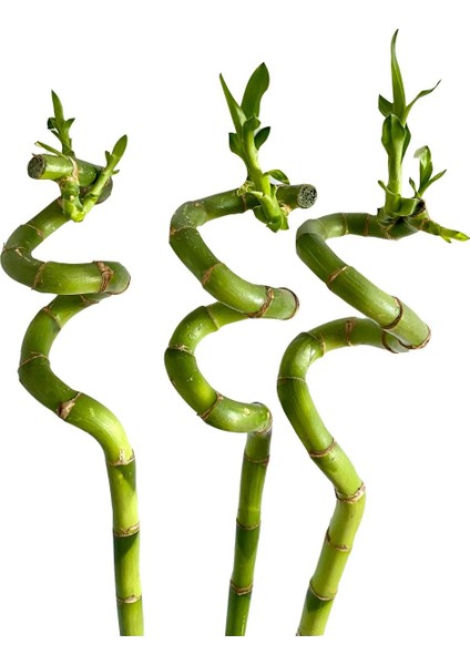 3Lü Şans Bambusu 90-100 cm