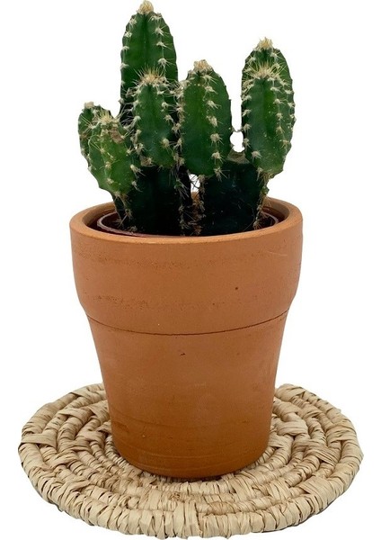 Cereus Peruvianus Florida Kaktüs