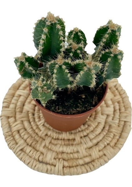 Cereus Peruvianus Florida Kaktüs fiyatları