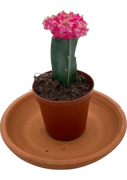 Nadir Kaktüs Gymnocalycium Mihanovichii Hibotan Aşılı Kaktüs