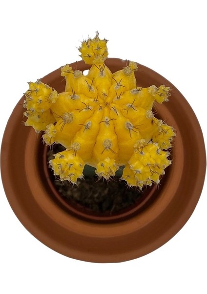 Nadir Kaktüs Gymnocalycium Mihanovichii Hibotan Aşılı Kaktüs