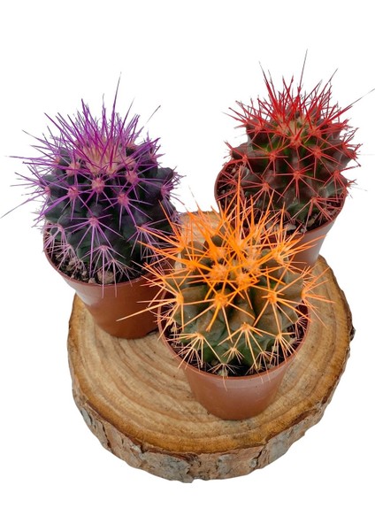 Nadir Kaktüs Renkli Kaktüs Echinocactus Grusonii 3'Lü Set