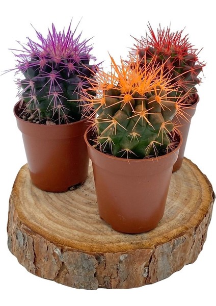 Nadir Kaktüs Renkli Kaktüs Echinocactus Grusonii 3'Lü Set