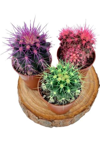 Nadir Kaktüs Renkli Kaktüs Echinocactus Grusonii 3'Lü Set