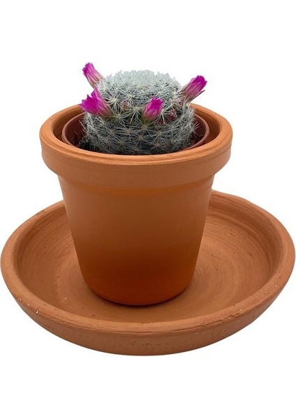 Çiçekli Mammillaria Hahniana Kaktüs