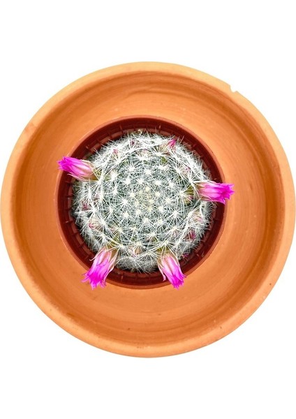 Çiçekli Mammillaria Hahniana Kaktüs fiyatları