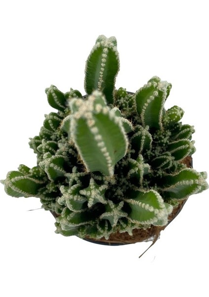 Nadir Kaktüs Acanthocereus Tetragonus (Perili Şato) Çap 12.5 Kaktüs