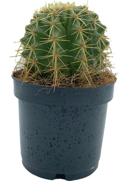 Echinocactus Grusonii Altın Fıçı Kaktüs Çap 12.5