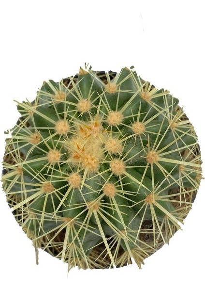 Echinocactus Grusonii Altın Fıçı Kaktüs Çap 12.5 fiyatları