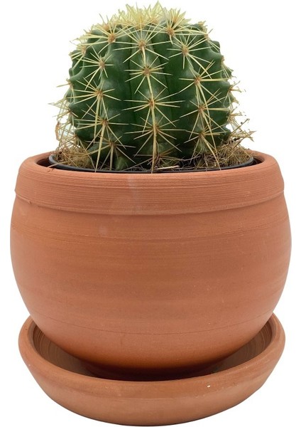 Echinocactus Grusonii Altın Fıçı Kaktüs Çap 12.5