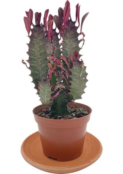 Nadir Kaktüs Euphorbia Trigona Rubra 8.5 cm Saksıda