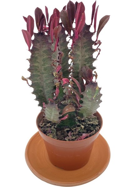 Nadir Kaktüs Euphorbia Trigona Rubra 8.5 cm Saksıda