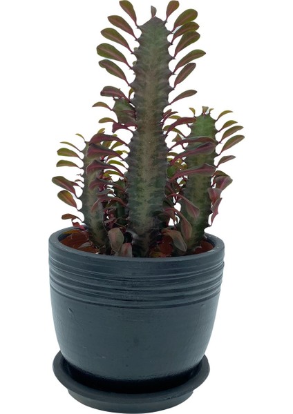 Nadir Kaktüs Euphorbia Trigona Rubra 12.5 cm Saksıda