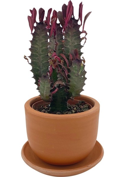 Nadir Kaktüs Euphorbia Trigona Rubra 8.5 cm Saksıda