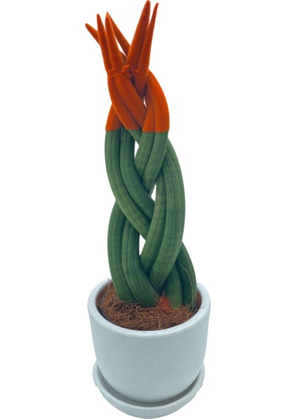 Nadir Kaktüs Turuncu Kadife Örgülü Sansevieria Cylindrica (Paşa Kılıcı)