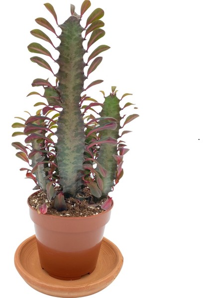 Nadir Kaktüs Euphorbia Trigona Rubra 12.5 cm Saksıda