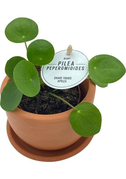 Nadir Kaktüs Baby Pilea