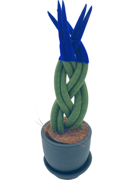 Nadir Kaktüs Mavi Kadife Örgülü Sansevieria Cylindrica (Paşa Kılıcı)