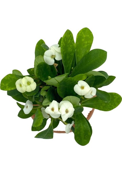 Nadir Kaktüs Beyaz Euphorbia Milii (Dikenler Tacı)