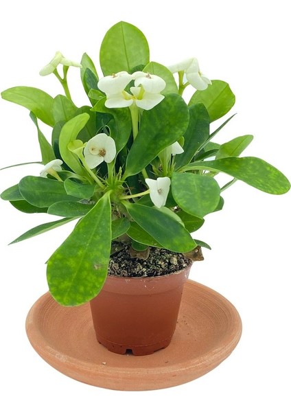 Nadir Kaktüs Beyaz Euphorbia Milii (Dikenler Tacı)