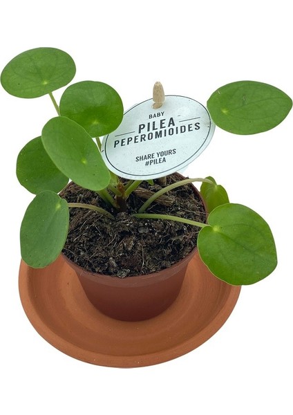 Nadir Kaktüs Baby Pilea