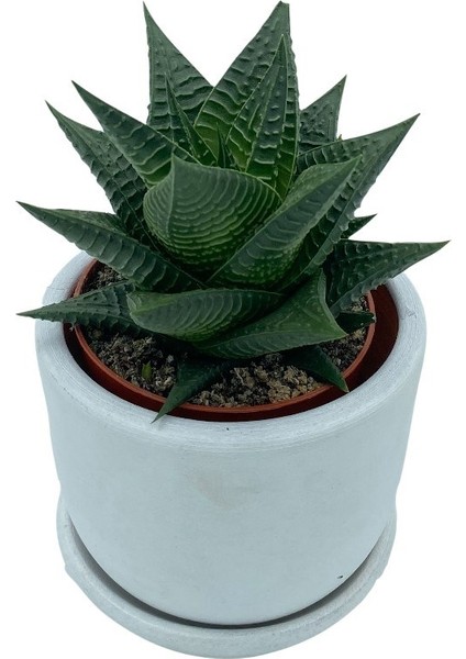 Nadir Kaktüs Haworthiopsis Limifolia Çap 8.5