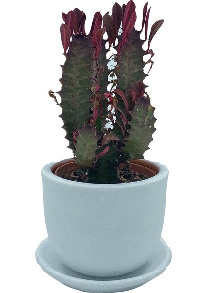 Nadir Kaktüs Euphorbia Trigona Rubra 8.5 cm Saksıda