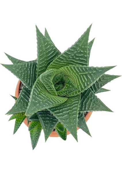 Nadir Kaktüs Haworthiopsis Limifolia Çap 8.5