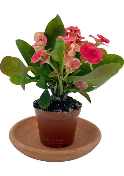 Nadir Kaktüs Kırmızı Euphorbia Milii (Dikenler Tacı)