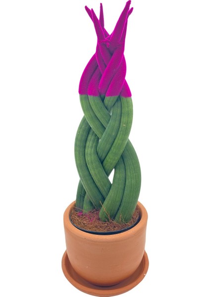 Nadir Kaktüs Pembe Kadife Örgülü Sansevieria Cylindrica (Paşa Kılıcı)