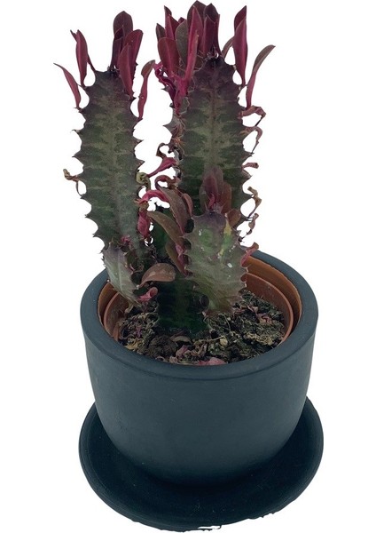 Nadir Kaktüs Euphorbia Trigona Rubra 8.5 cm Saksıda