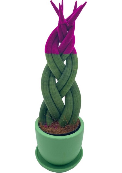 Nadir Kaktüs Pembe Kadife Örgülü Sansevieria Cylindrica (Paşa Kılıcı)