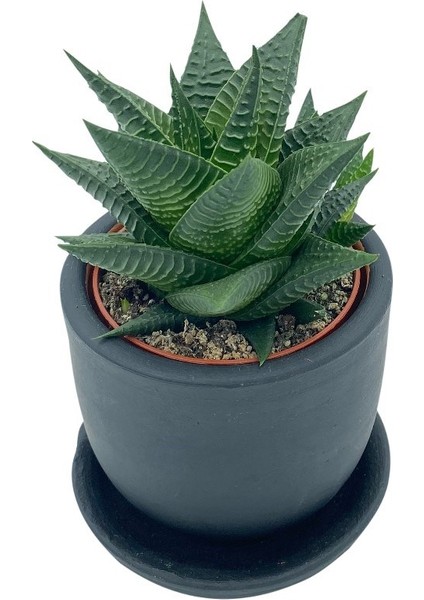 Nadir Kaktüs Haworthiopsis Limifolia Çap 8.5