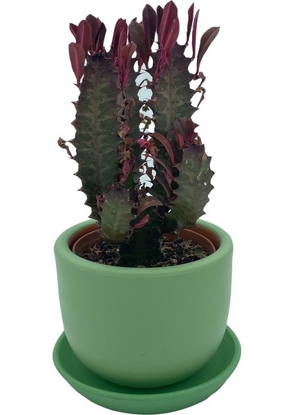 Nadir Kaktüs Euphorbia Trigona Rubra 8.5 cm Saksıda