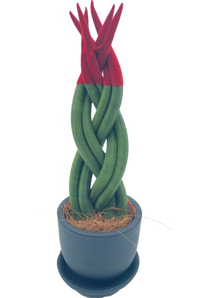 Nadir Kaktüs Kırmızı Kadife Örgülü Sansevieria Cylindrica (Paşa Kılıcı)