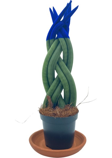 Nadir Kaktüs Mavi Kadife Örgülü Sansevieria Cylindrica (Paşa Kılıcı)