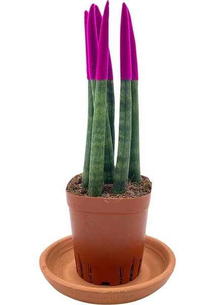 Nadir Kaktüs Pembe Kadife Sansevieria Cylindrica (Paşa Kılıcı)