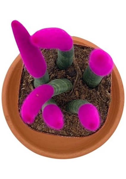 Nadir Kaktüs Pembe Kadife Sansevieria Cylindrica (Paşa Kılıcı)