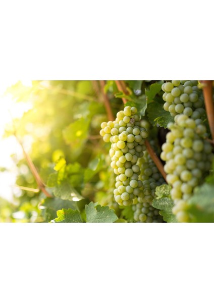 Sauvihnon Blanc Üzüm Fidanı